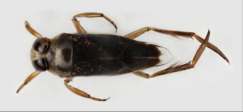 <p>Look like Family Corixidae, however they have weird leg antennae, and one pair of legs is usually longer. Also, the end of their abdomens are fuzzy-looking, whereas Family Corixidae have plain abdomens, Class Insecta, Order Hemiptera, called backswimmers (because they swim upside down)</p>