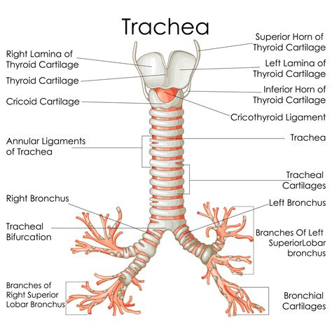 <p><strong>TRACHEA</strong></p>
