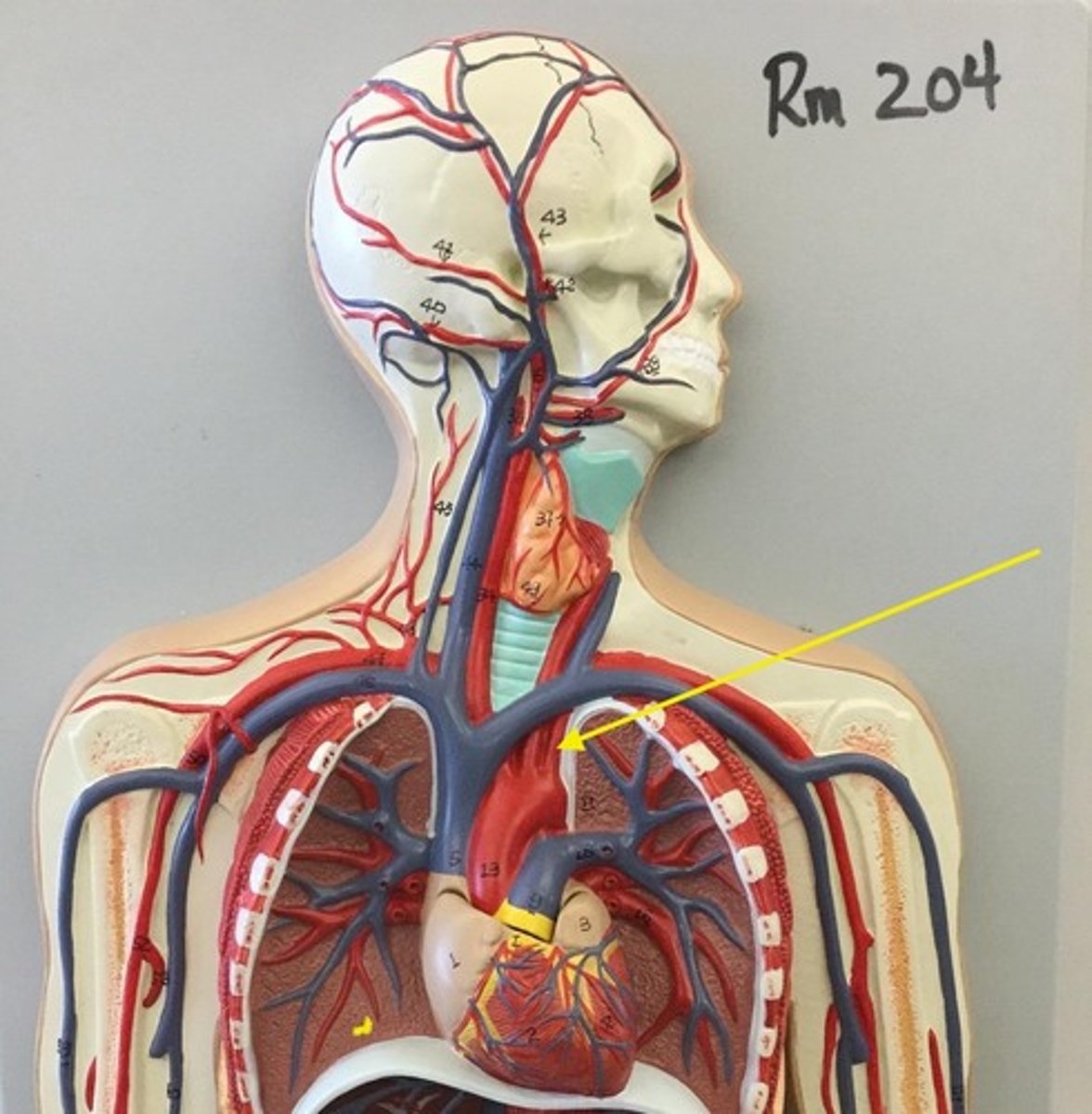 knowt flashcard image