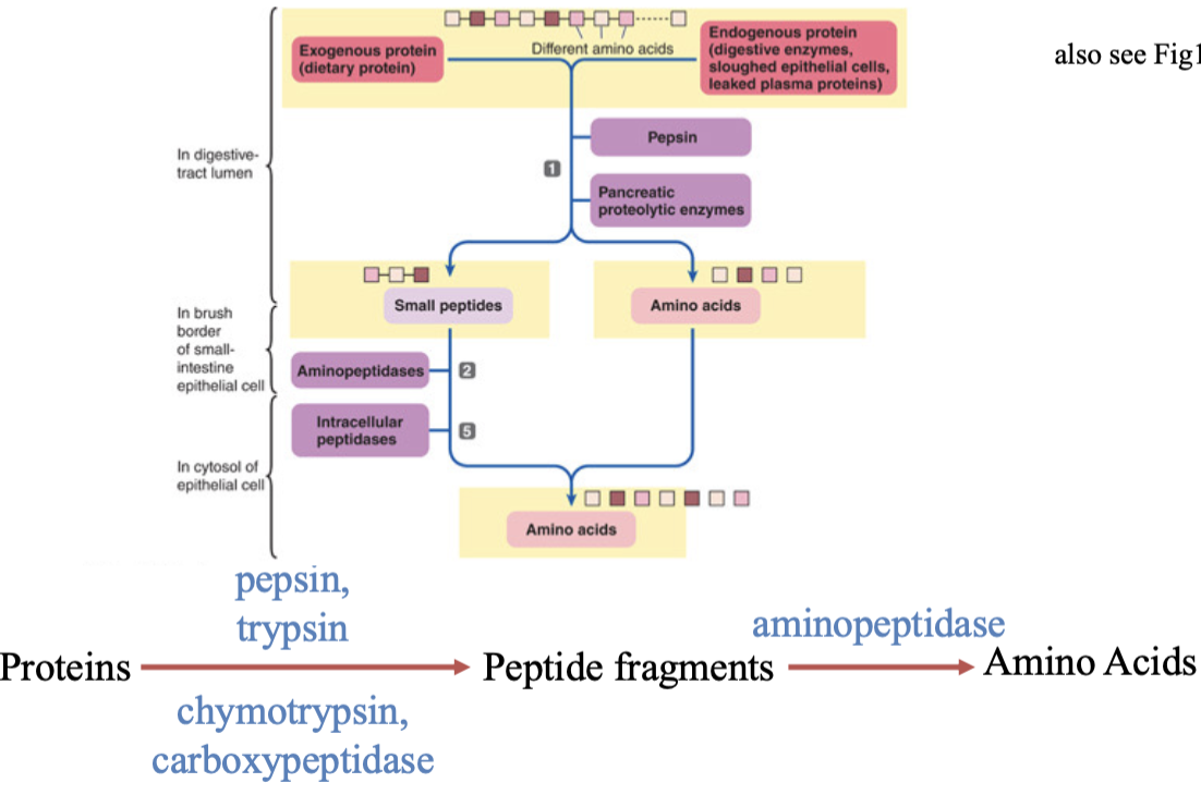 <p>each enzymes chops bonds between proteins to make smaller fragments of amino acids</p>