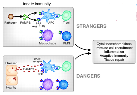 <p>endogenous ligands released upon cellular damage/stress</p><ul><li><p>Damage Associated Molecular Patterns (DAMPs)</p></li></ul><p></p>