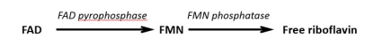 <p>riboflavin, FMN, and FAD are non-covalently bound to proteins (e.g., albumin) , thus HCl in the stomach and proteases from the stomach, pancreas, and small intestine separate the riboflavin from the protein. FMN and FAD are then hydrolyzed to free riboflavin. </p>