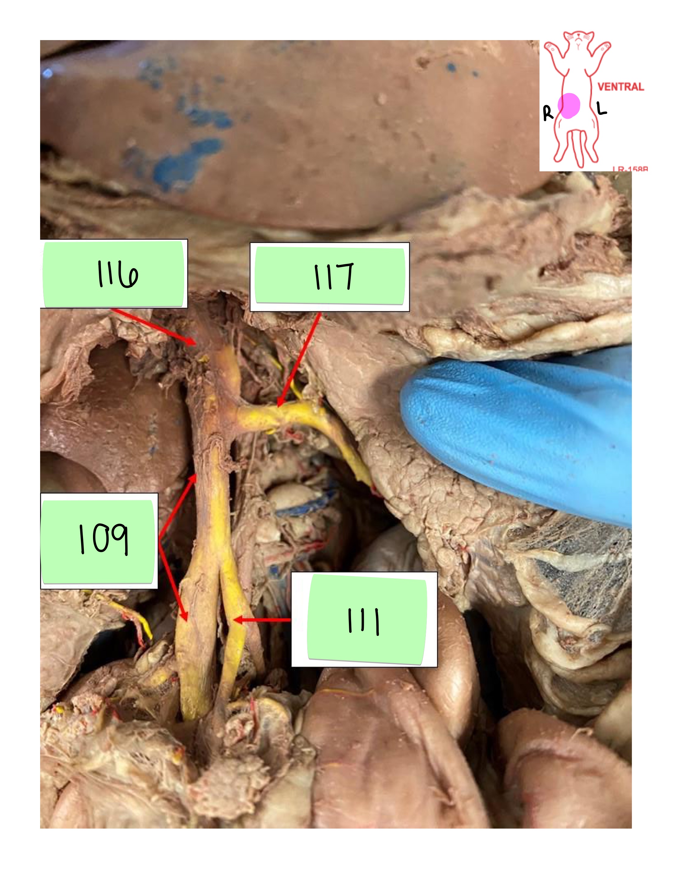 <p>caudal mesenteric vein</p>