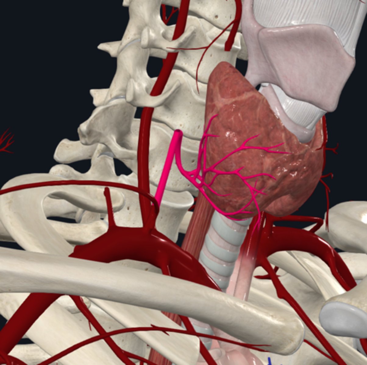 <p>What does the inferior thyroid artery branch of the subclavian artery supply? </p>