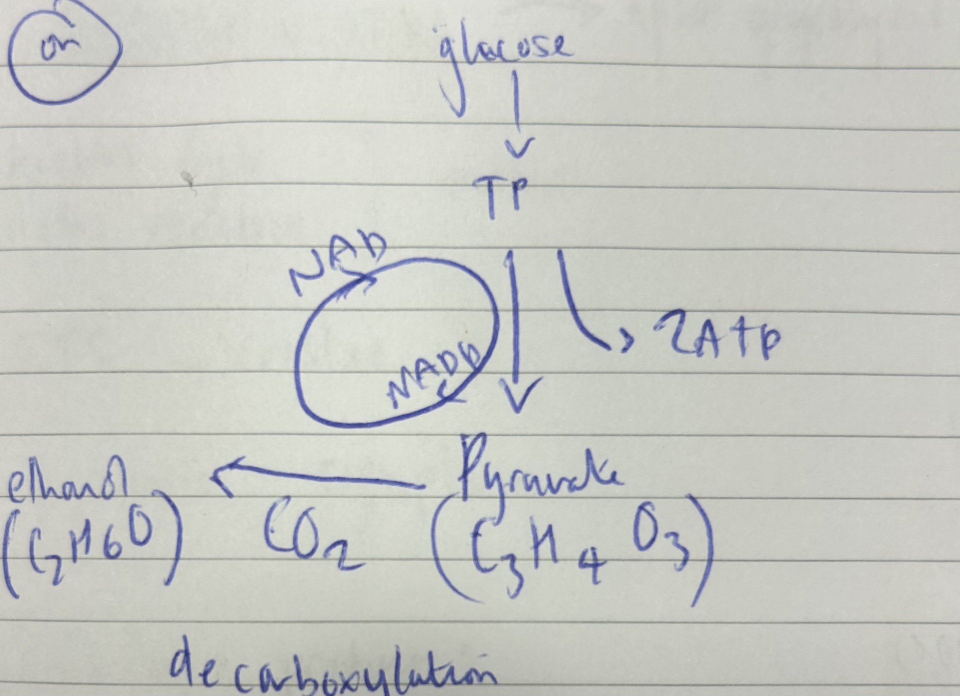 <p>explain the process of anaerobic respiration in plants and fungi (ethanol fermentation)</p>