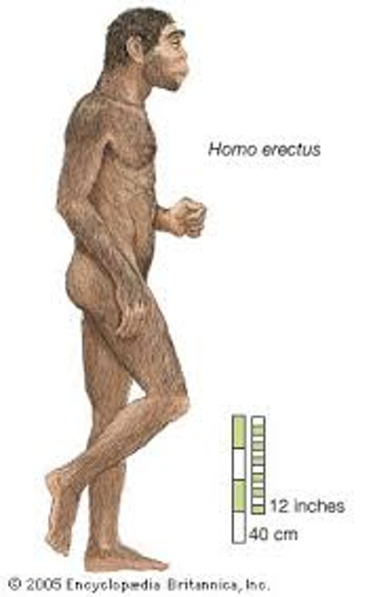 <p>• arose due to cooling climate</p><p>• Homo erectus left Africa to Asia</p><p>• fully terrestrial</p><p>• longer development period</p><p>• long legs</p><p>• barrel-shaped chest</p><p>• Acheulian tool use in Homo ergaster/ no tool use in Homo erectus</p><p>• possibly meat eaters (found with Vitamin A poisoning which can be caused by eating the liver of a large organism)</p><p>• robust skull with thick bone</p><p>• cranial superstructures (e.g occipital torus)</p><p>• no chin</p><p>• small teeth</p><p>• parabolic dental arcade</p>