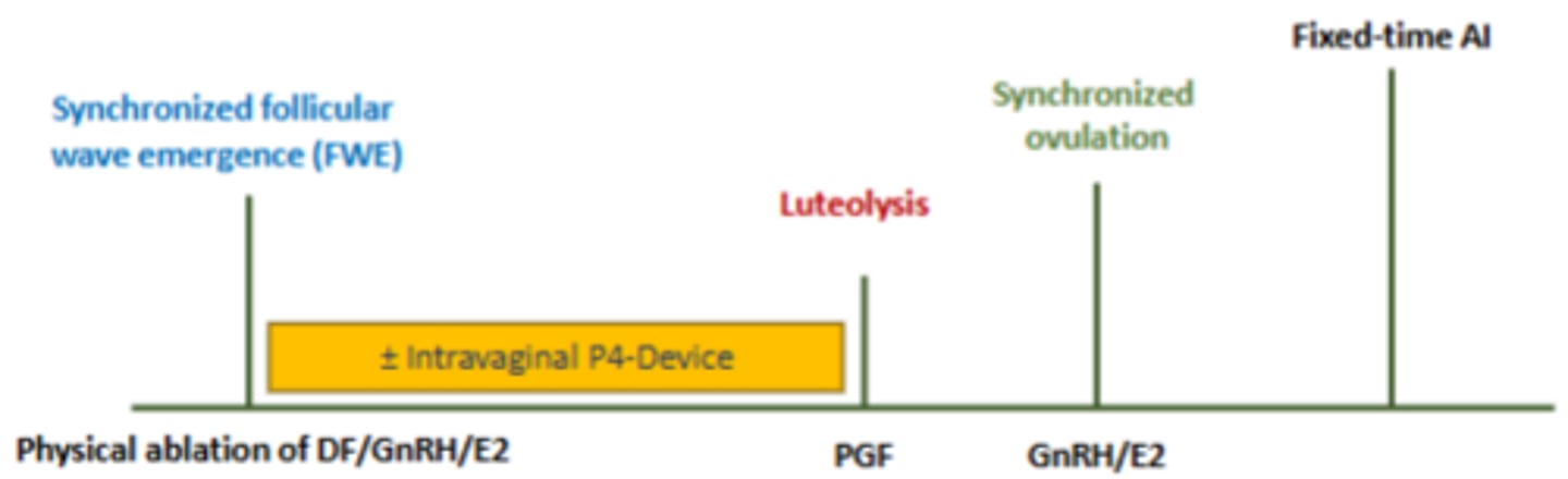 <p>Luteolysis = only caused by endogenous or exogenous prostaglandin (from day 5-7).</p><p>*P4 concentration < 0.5-1.0 ng/mL at time of AI (or reduced conception rate)</p>
