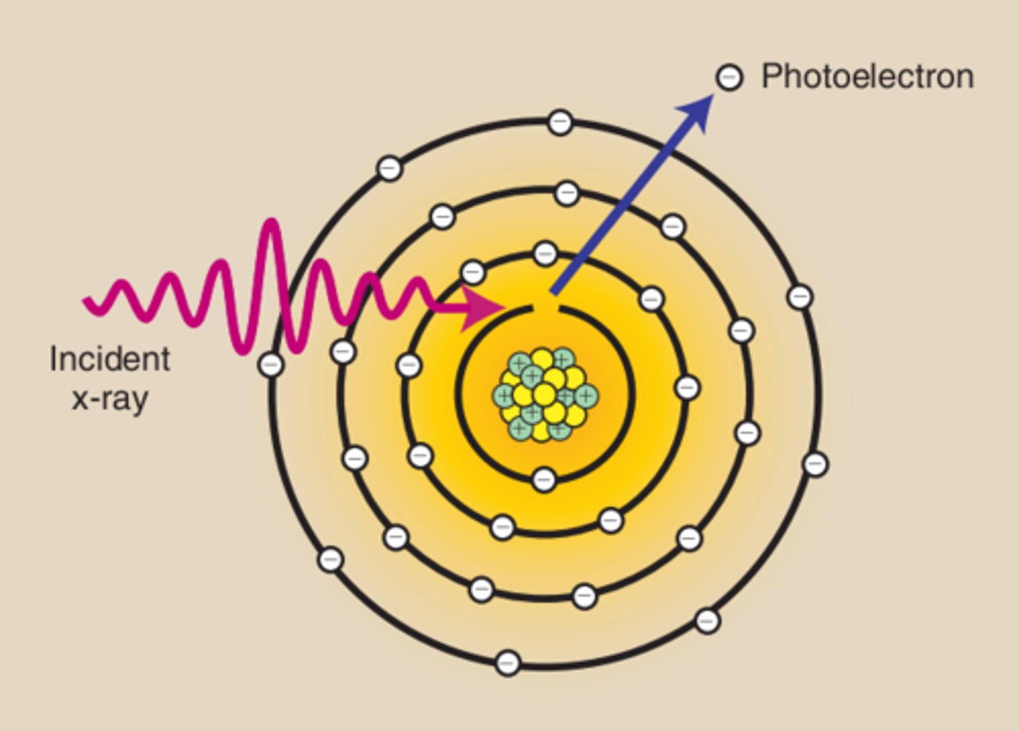 <p>The incident x-ray interacts with an inner-shell electron and ejects it from the atom, ionizing the atom. The x-ray is not scattered but totally absorbed, releasing all of its energy to the ejected electron. Characteristic x-rays are then produced as outer-shell electrons fill the void left by the inner-shell electron.</p>