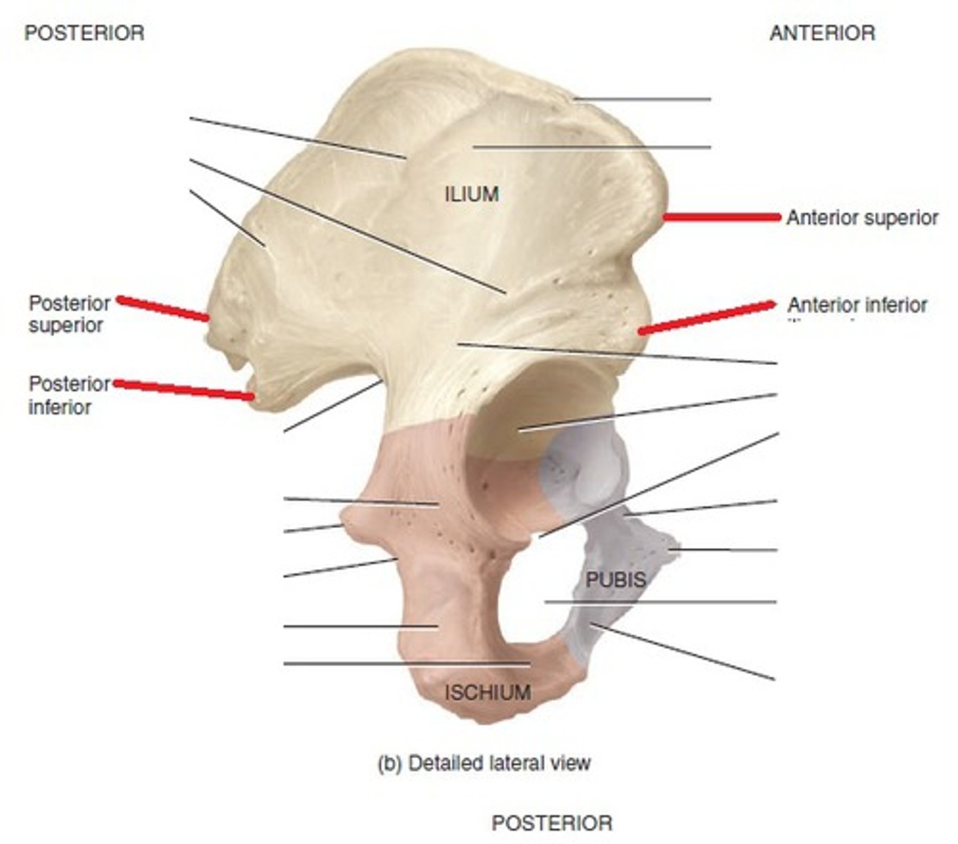 <p>what are the Anterior and posterior inferior iliac spines for? </p>