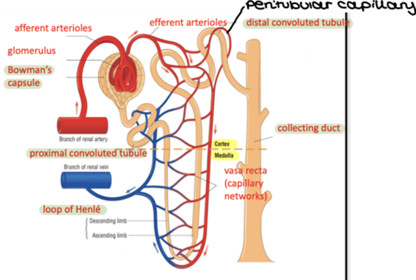 knowt flashcard image