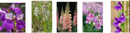 <p>Plantaginaceae</p>