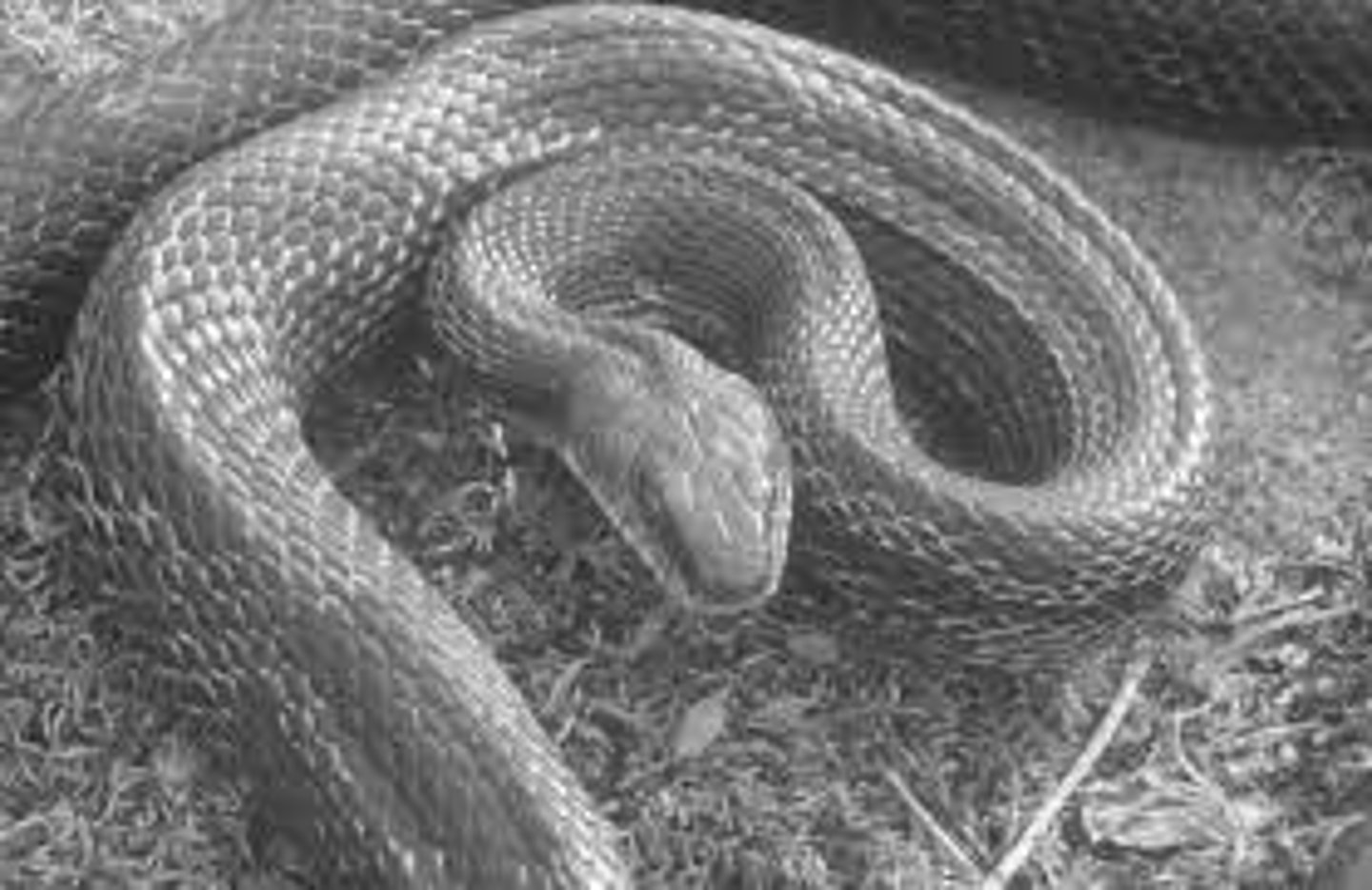<p>studied behavioral thermoregulation in black rat snakes.</p><p>------</p><p>- Individual snakes implanted with temperature-sensitive radio transmitters.</p><p>-----</p><p>Operative environmental temperature (T"operative")– body temperature when an animal (in this study: snake) occupies a particular environment.</p><p>- Estimated range of body temperatures available to snakes in each habitat</p><p>- Determined via physical models that matched snake reflectance and conductance</p>