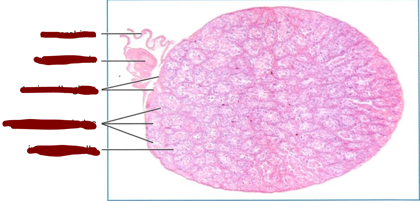 <p>transverse section through an adult frog testis </p>