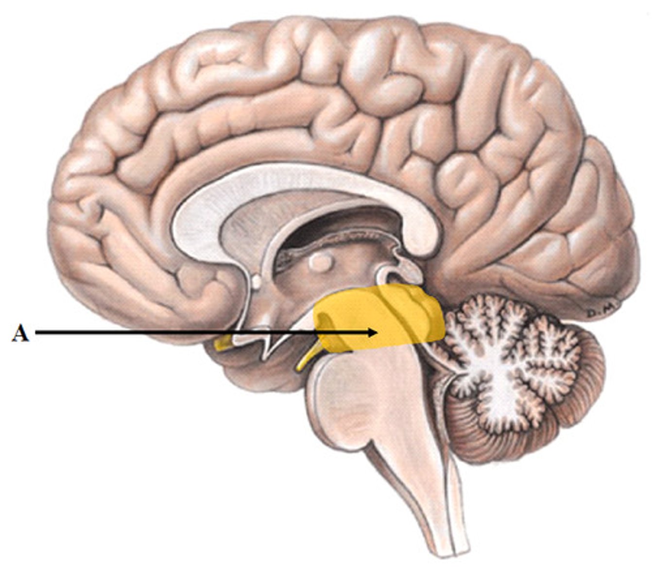 <p>The midsection of the brain; functions as a relay system, transmitting information for vision and hearing</p>