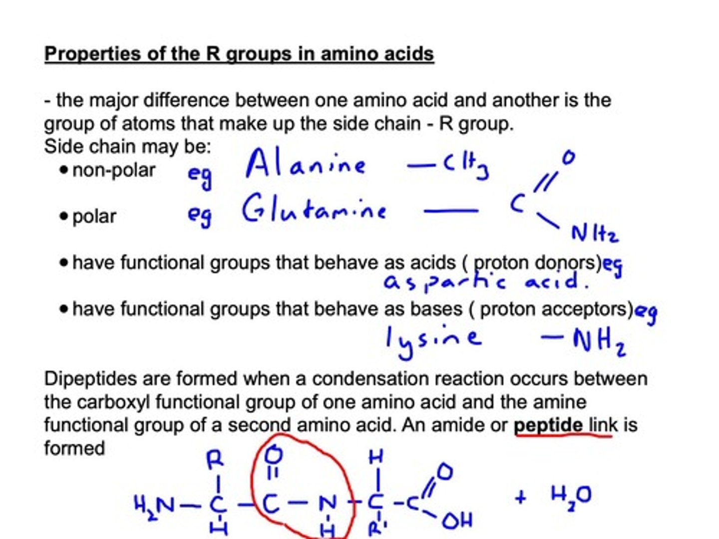 <p>Formed from two amino acids via condensation.</p>