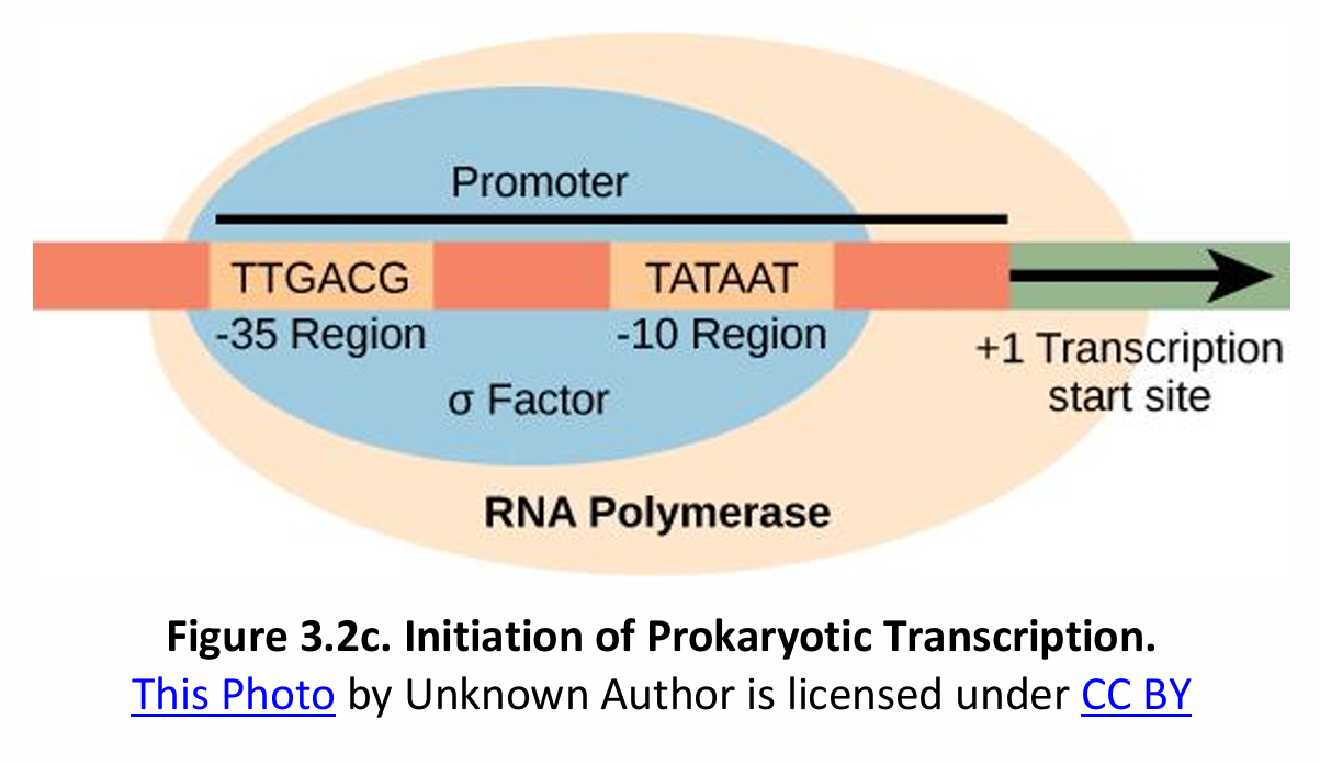 <p><strong>Initiation of Transcription in Prokaryotes vs. Eukaryotes</strong><br>In prokaryotes, no _________ occurs.</p>