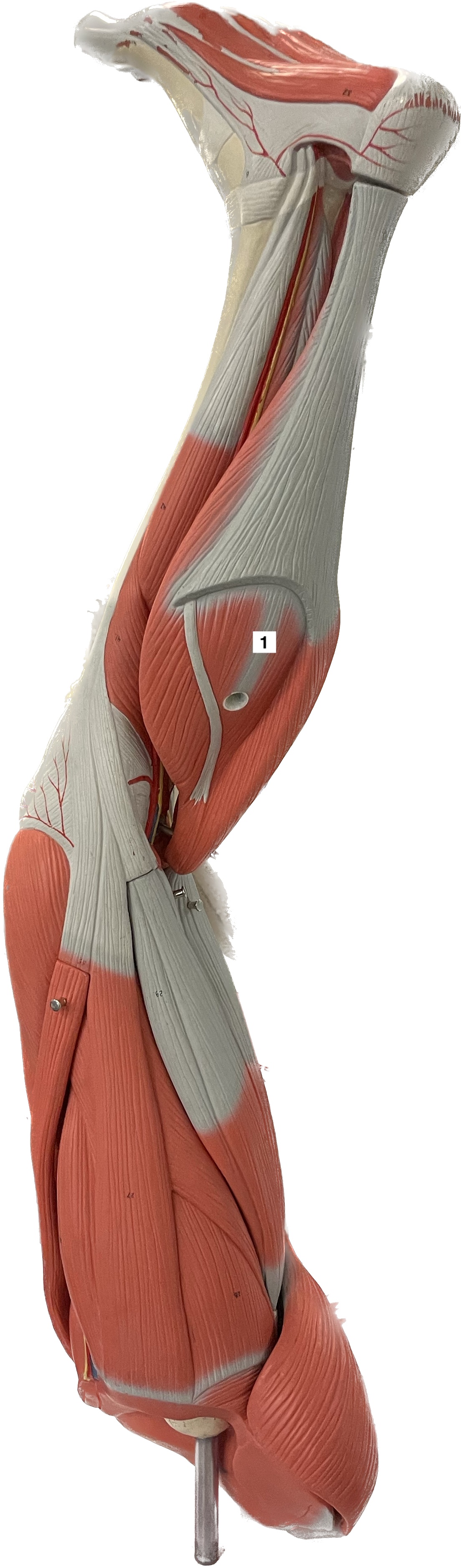 soleus - foot plantar flexion