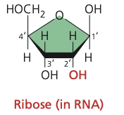 <p>ribose</p>