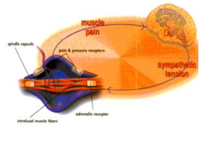 <p>Start van een pijnervaring gebeurt vaginaal ter hoogte van receptoren, via afferente</p><p>neuronen naar brein</p><p>- Brein onthoudt dit ➔ volgende keer bij toenadering van iets naar de vagina:</p><p>brein staat op scherp, 'voorbereid op het ergste', maakt meteen associatie</p><p>met 'dit gaat pijn doen'</p><p>- Gevolg: samentrekken bekkenbodemspieren, angstreactie, ...</p><p>- Conditioneringsproces ter hoogte van hersendelen die pijn verwerken</p><p>- Perifere sensitisatie: ter hoogte van vulva hypersensitief voor aanraking, sympathische spanning</p>