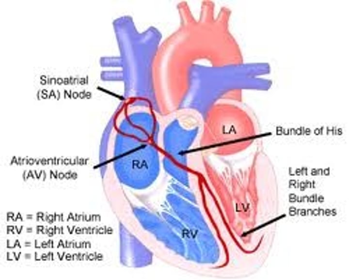 <p>1. SAN sends a cardiac impulse which travels through atria walls causing atria to contract simultaneously (atrial systole)<br>2. non-conductive tissue prevents impulses from reaching the ventricles<br>3. delay allows ventricles to fully fill with blood before they contract and allows atria to empty blood.<br>4. AVN sends impulse down towards bundle of his in the septum un through the Purkinje fibres.<br>5. this allows the ventricles to contract from the bottom upwards.</p>