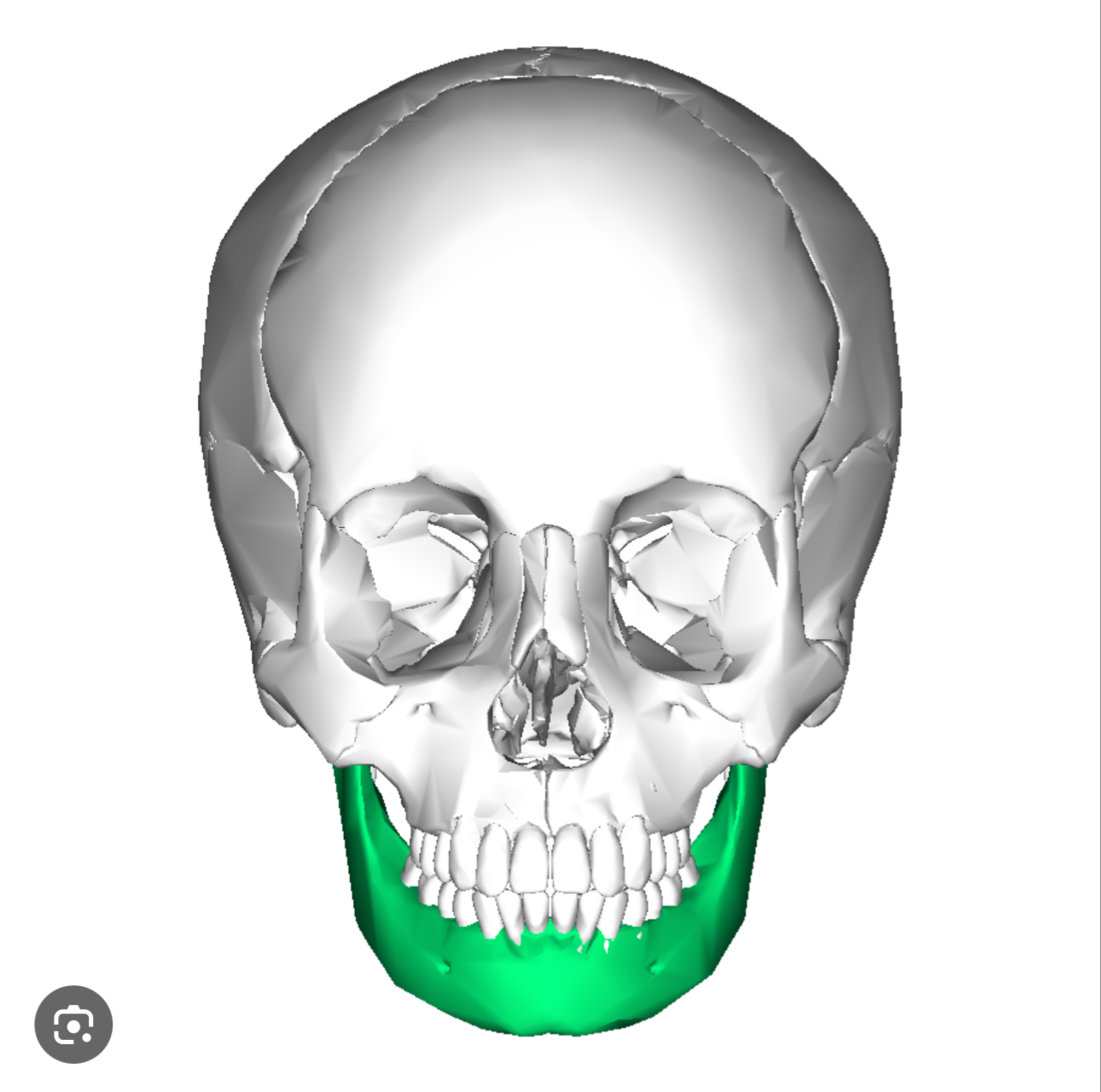 <p>Horse-shoe shaped bone that forms lower part of the face&nbsp;</p>