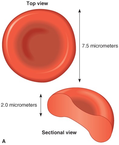 <ul><li><p>are small cells that have a biconcave shape.</p></li><li><p>Mature RBCs do not have a nucleus and consequently cannot reproduce themselves.</p></li><li><p>contain a pigment called hemoglobin</p><ul><li><p>function is to bind to oxygen and transport it to the tissues.</p></li></ul></li></ul><p></p>