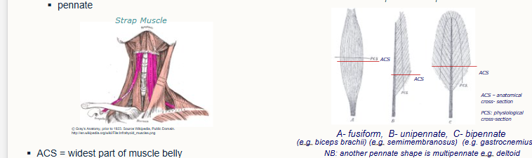 <p>outline muscle architecture</p>