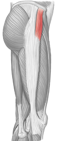 <p>name; origin/insertion</p>