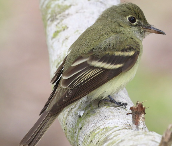 <p>What bird is this?</p>