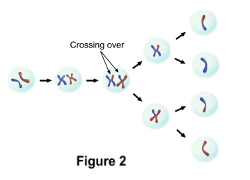<p>During crossing over, certain proteins break sections</p><p>of chromosomes, and these sections switch with</p><p>the other chromosome, as shown in figure 2.</p><p>This, in effect, ensures that the offspring will</p><p>inherit a unique mixture of the parents’</p><p>chromosomes.</p>