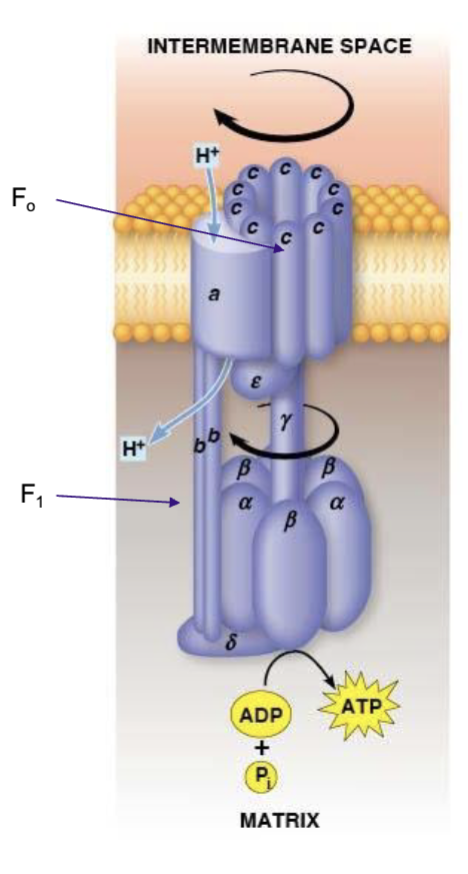 <p>carries out the ATP synthesis, driven by the energy of the proton gradient, has 3 alpha and 3 beta subunits plus 1 delta, 1 gamma, and one sigma subunit</p>