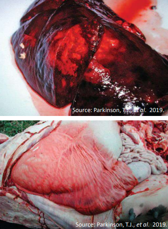 <p>What disease is this?</p>