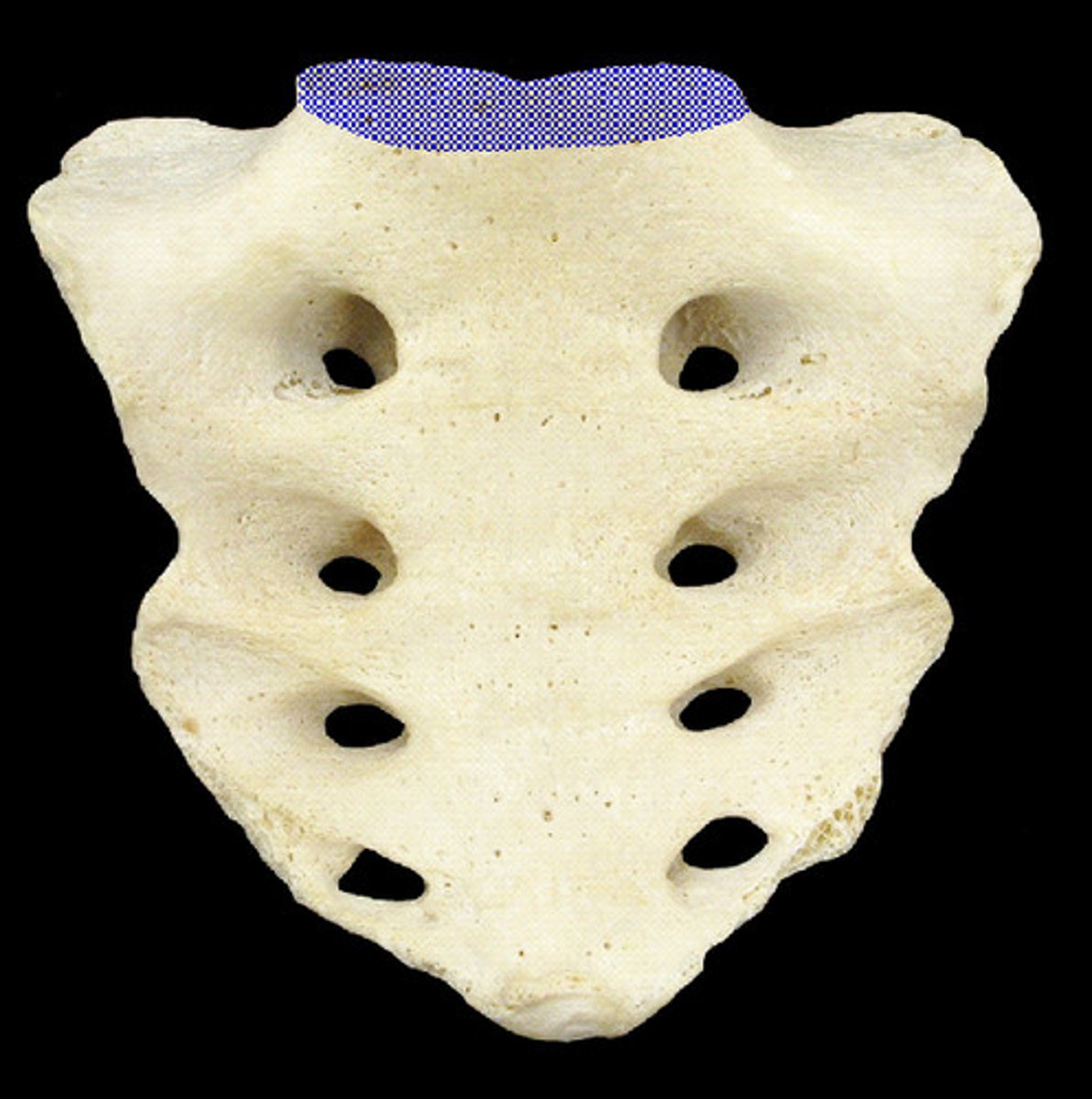 <p>Name the structure.</p>