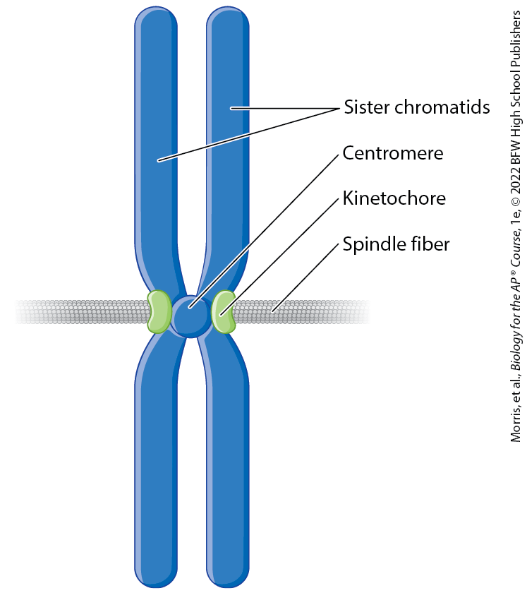 <p>the protein complex on a chromatid where the mitotic spindle attaches</p>