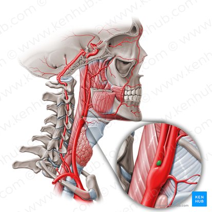 <ul><li><p>small cluster of chemoreceptor cells at bifurcation of the common carotid artery</p></li><li><p>function: detects decreases in partial pressure of O<sub>2</sub> and CO<sub>2</sub>; thereby modulates cardiovascular and respiratory function</p></li></ul><p></p>