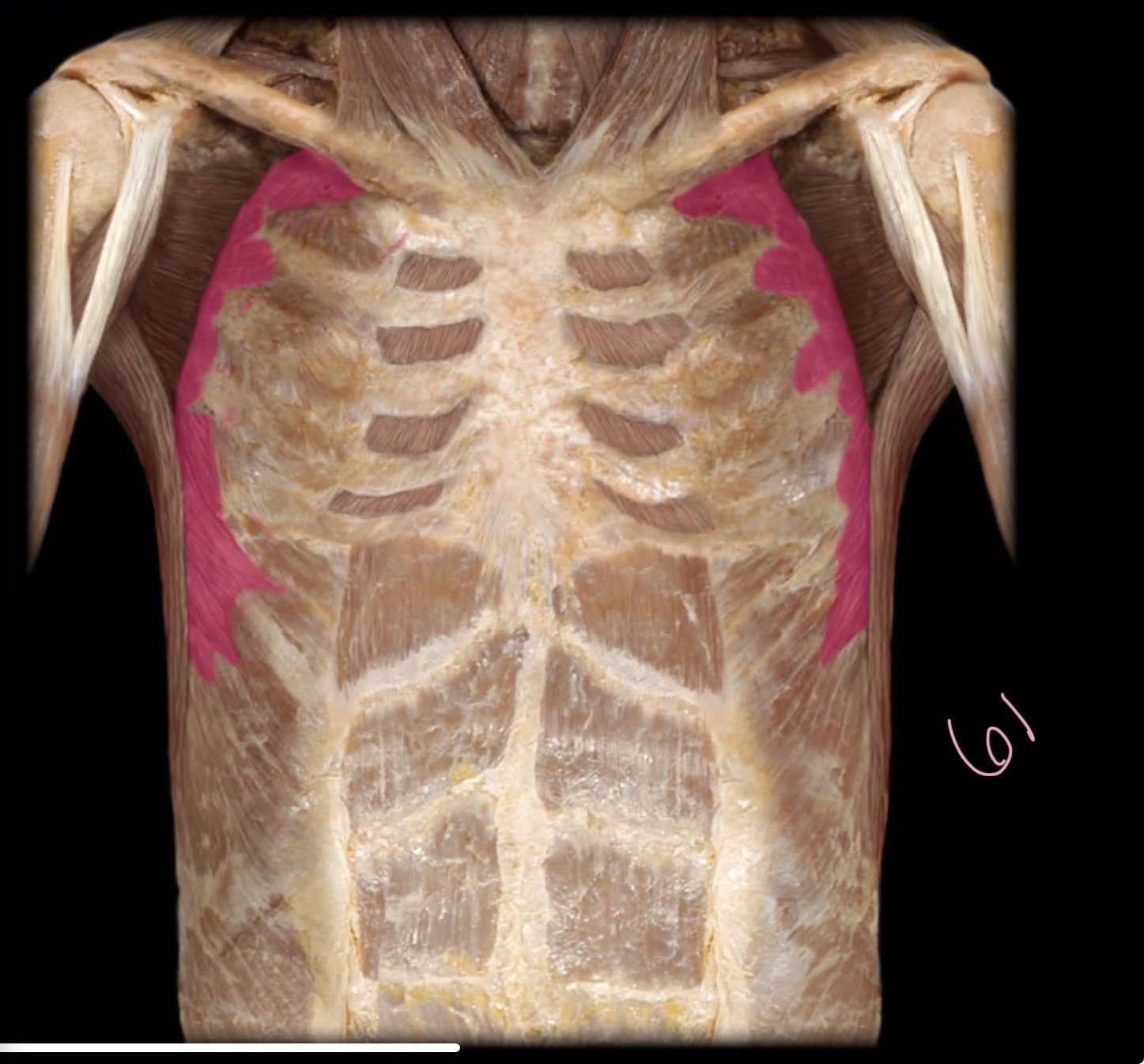 <p>Serratus anterior</p>