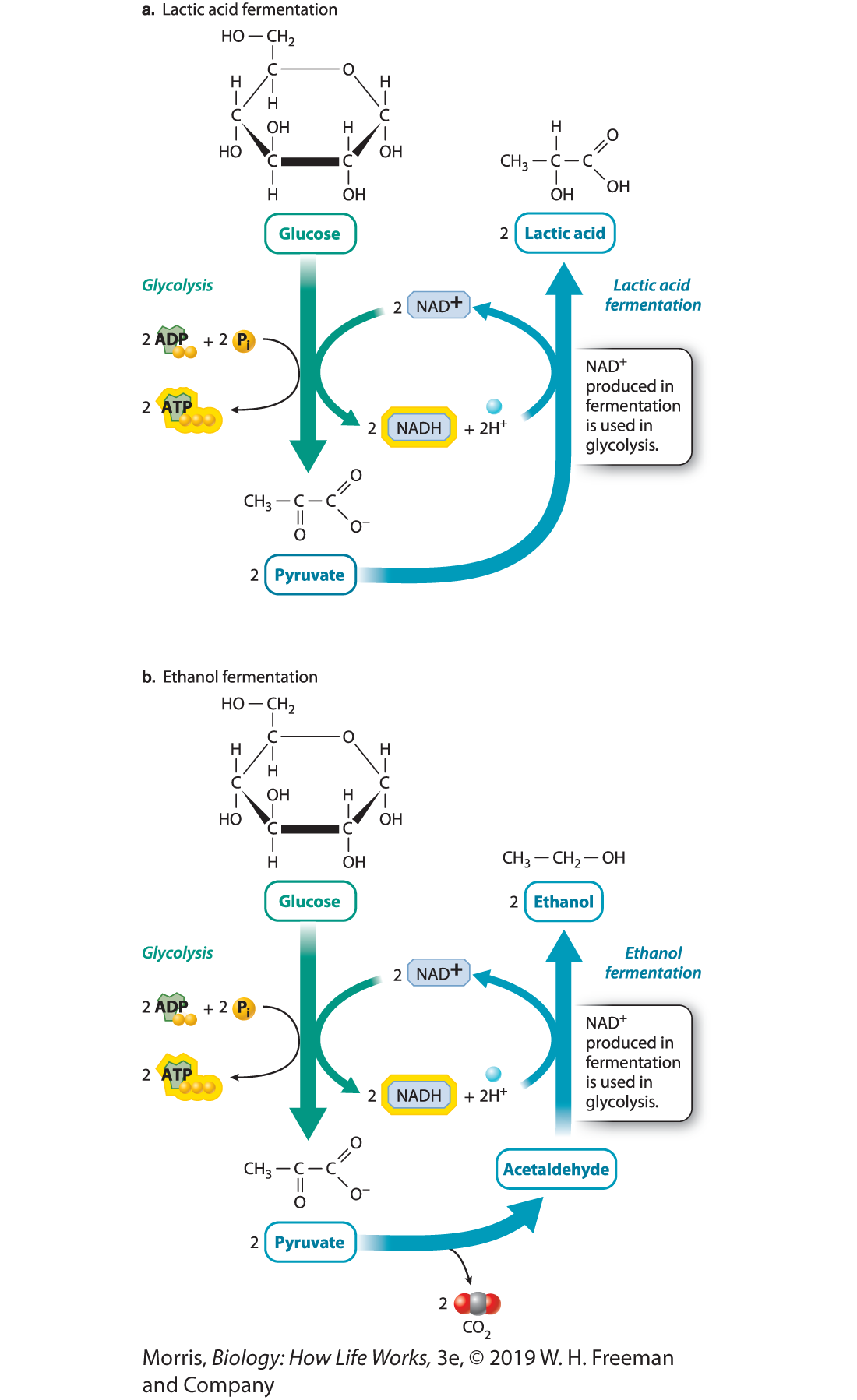 \- ethanol

\- lactic acid