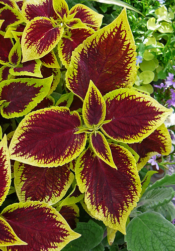 <p>Coleus (Lamiaceae)</p>