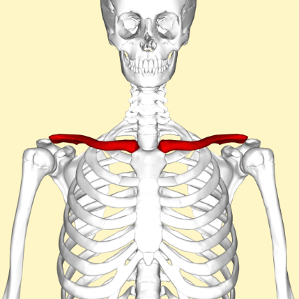 <p>What bone is this?</p>