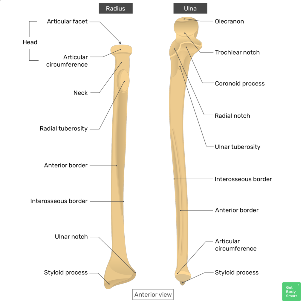 <p>rounded distal end of ulna near wrist</p>