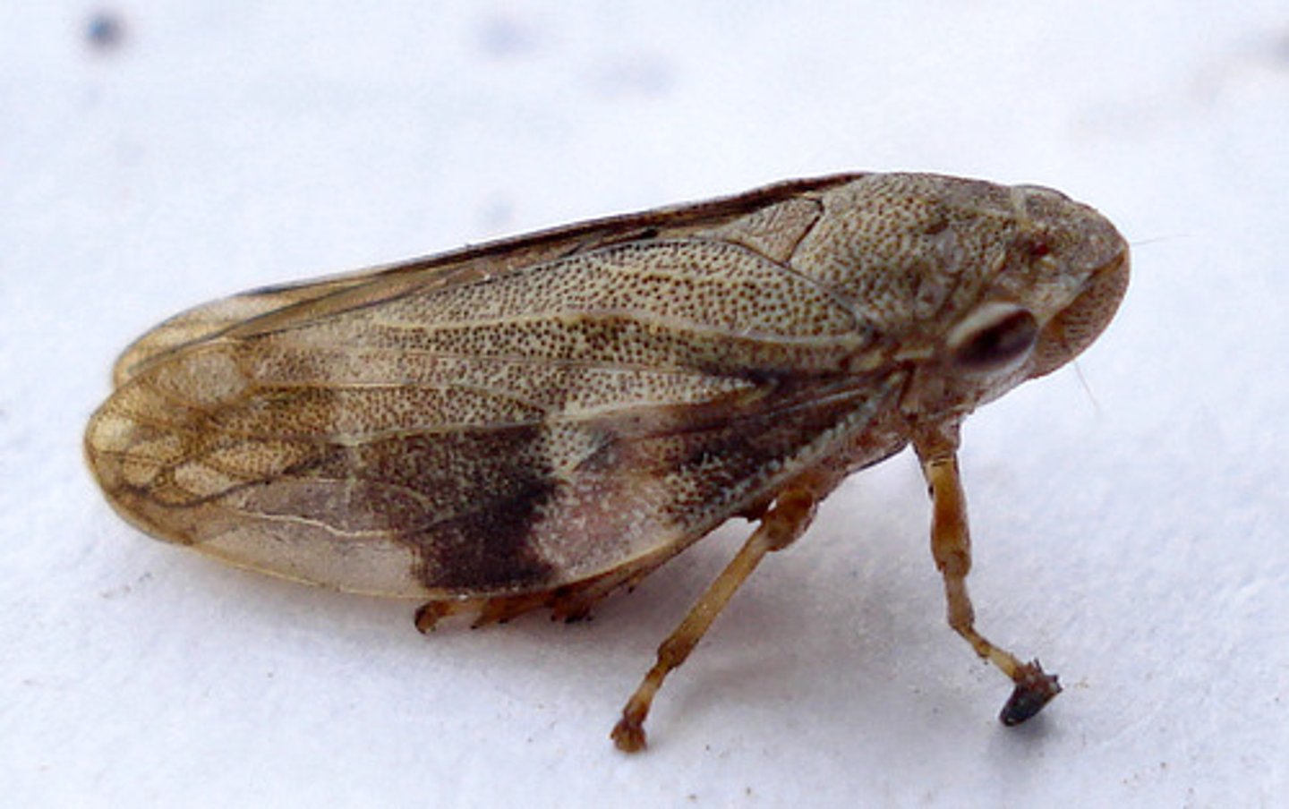 <p>one or two stout spines on the hind tibiae, and a circlet of spines at the apex<br>short bristle like antennae</p>