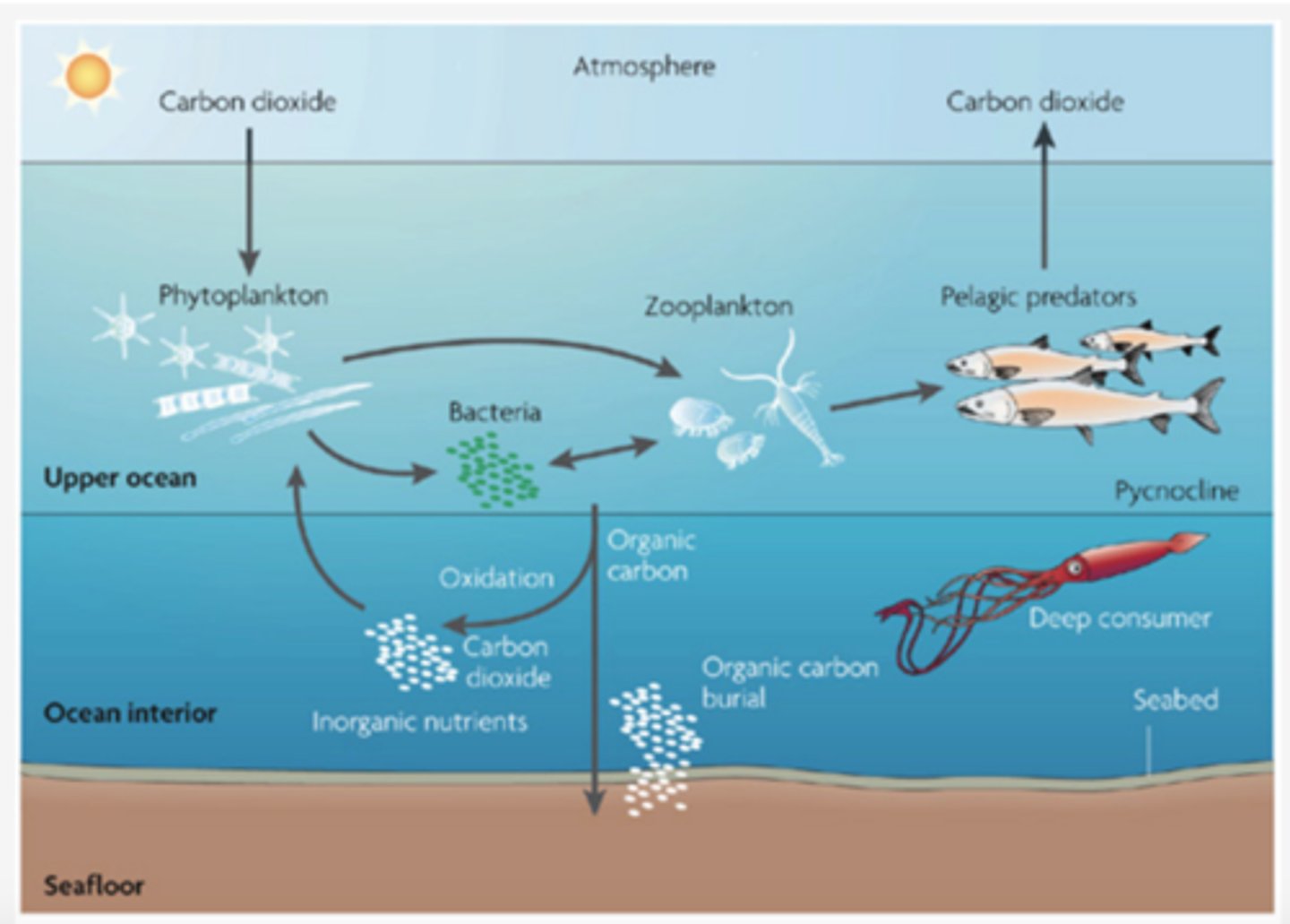<p>The cycling of calcium carbonate formed into shells by certain organisms such as plankton and mollusks</p>