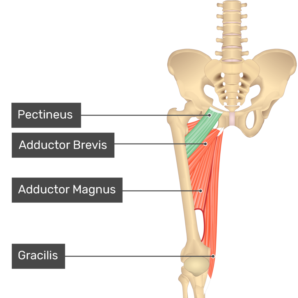 <p>Originating from the superior ramus of the pubis</p>