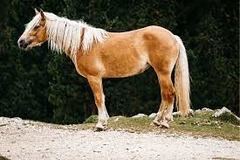 What horse breed?