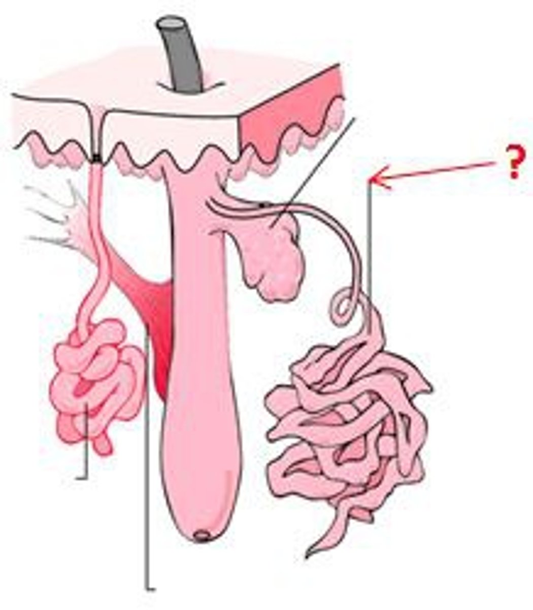 <p>- only found in axillae, anal area, and areola</p><p>- releases protein rich secretion into a hair follicle</p><p>- can become odiferous once skin bacteria metabolize them</p><p>- influenced by sex hormones, active after puberty</p>