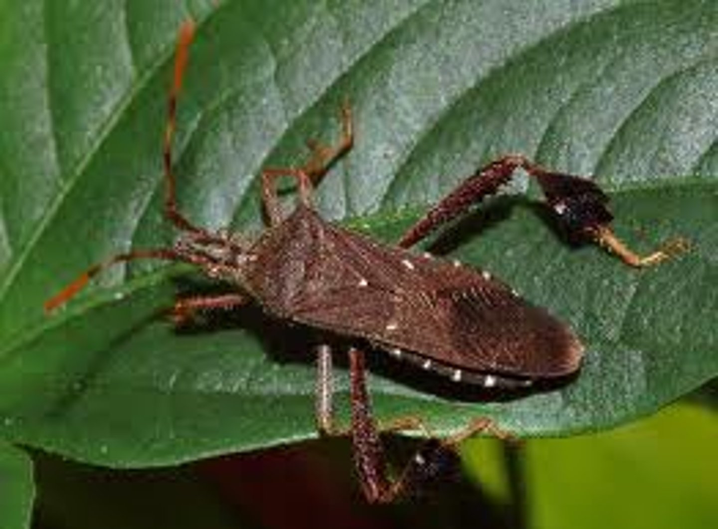 <p>Leaf-footed/squash bugs</p>