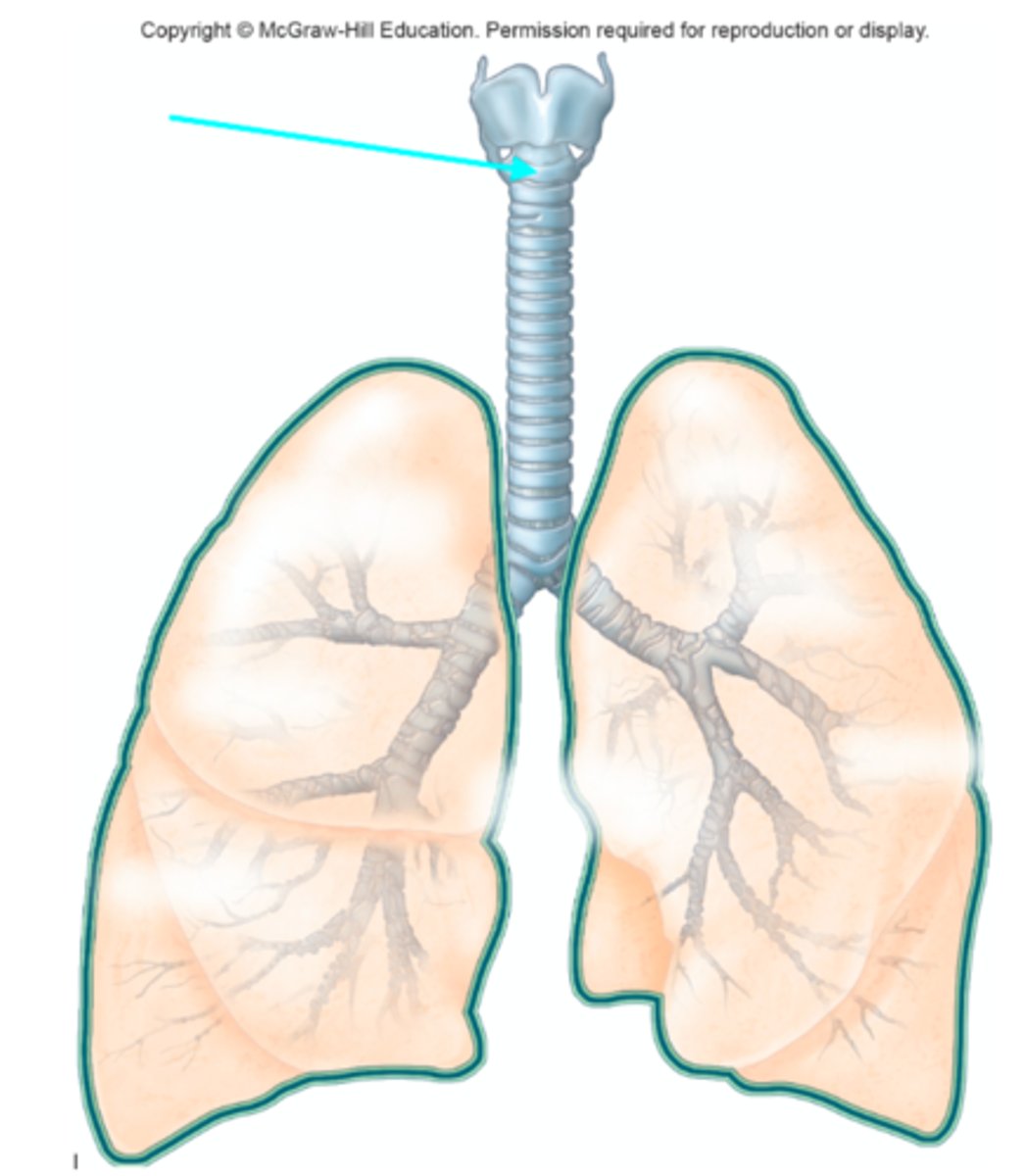 <p>What structure of the lung diagram is the blue arrow pointing at?</p>