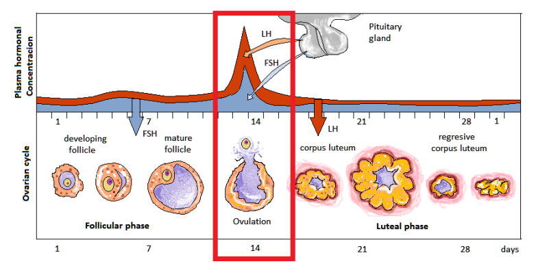 <ul><li><p>day 14</p></li><li><p>LH, FSH, estrogen causes monthly release of one or few developing eggs/oocytes</p></li><li><p>24 hour period of fertility</p></li><li><p>LH and FSH peak</p></li></ul><p></p>
