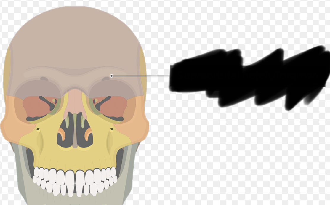 <p>thick, superior border of the eye socket</p>