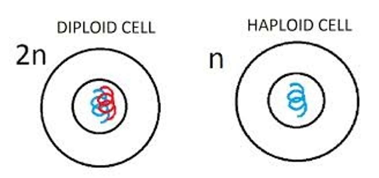 <p>Cells that contain only 1 of each chromosome - OR HALF the amount of chromosomes - ex: human sperm cell has 23 chromosomes</p>